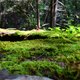 Illustration for article titled Walk in the woods